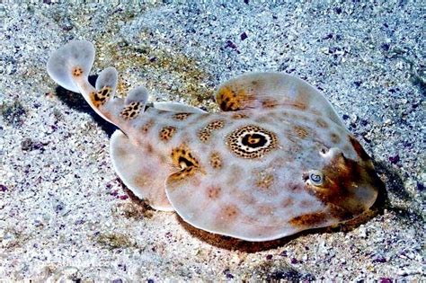 torpedo looking fish|Electric ray .